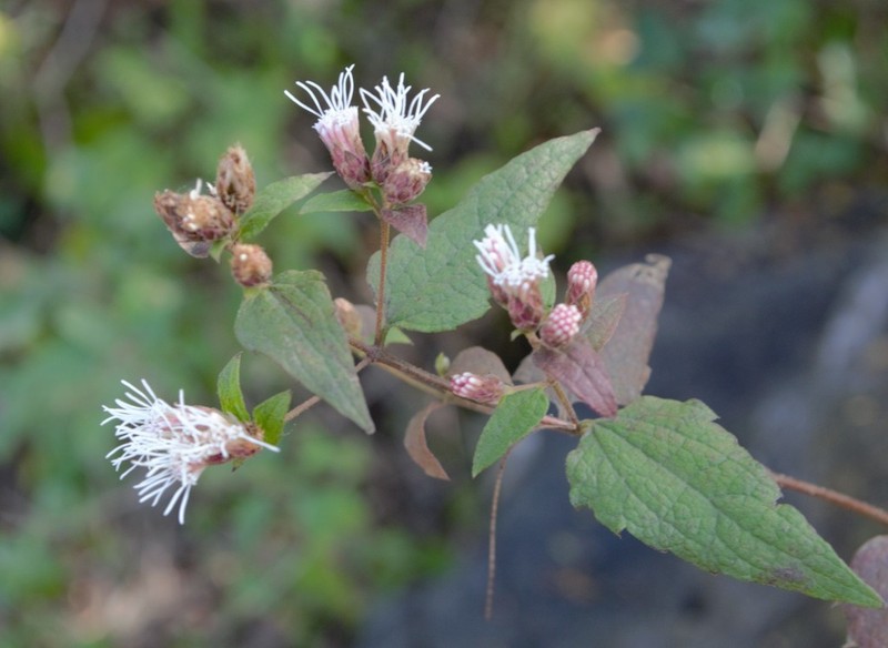Bigelow's Thoroughwort photo 6