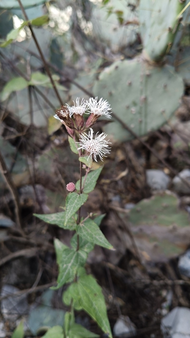 Bigelow's Thoroughwort photo 7