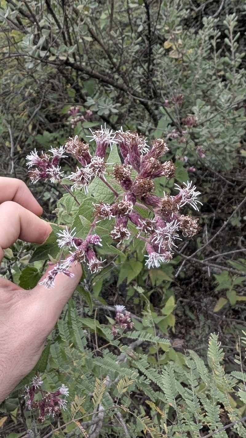 Bigelow's Thoroughwort photo 8