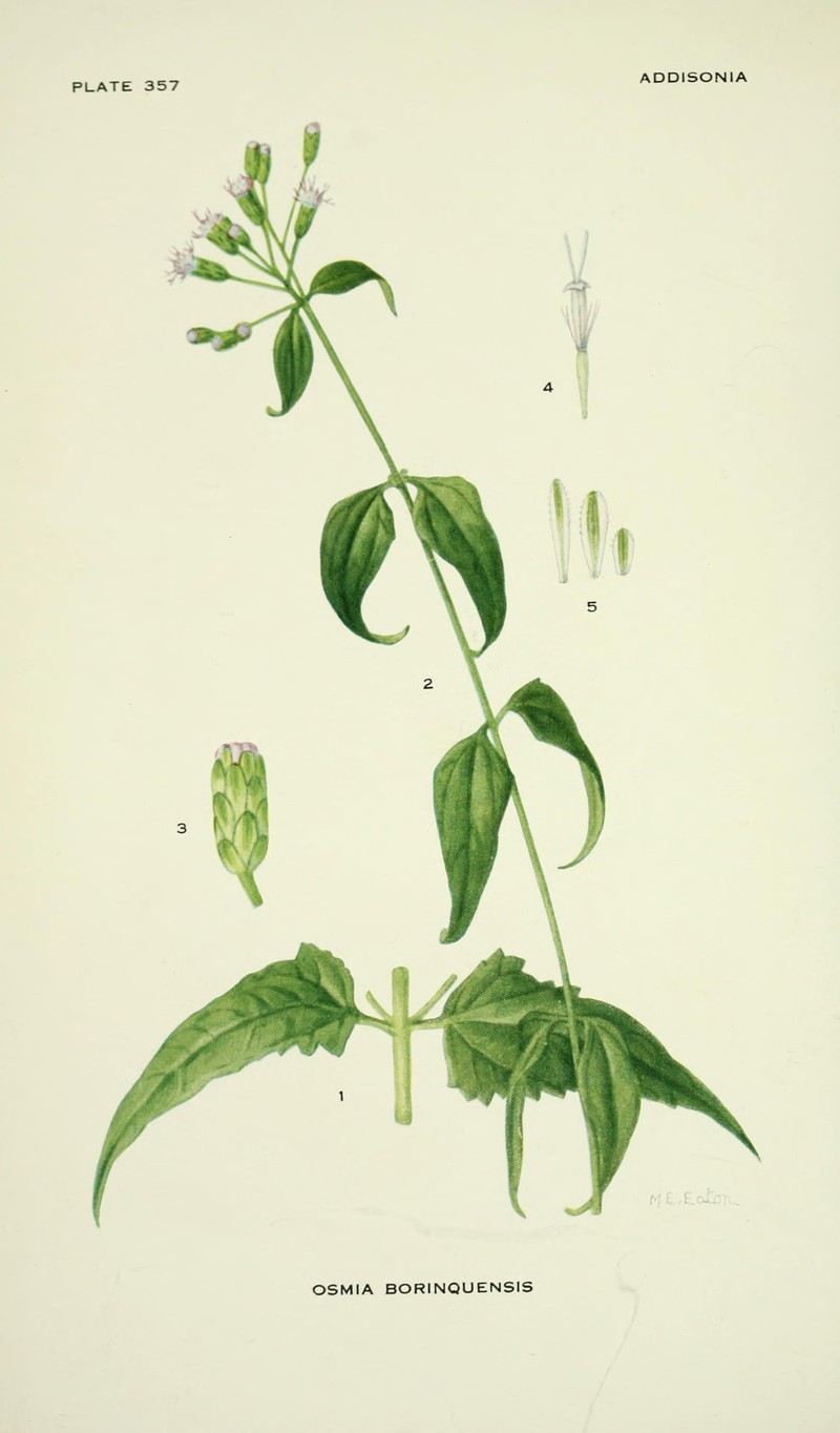 Limestone Thoroughwort