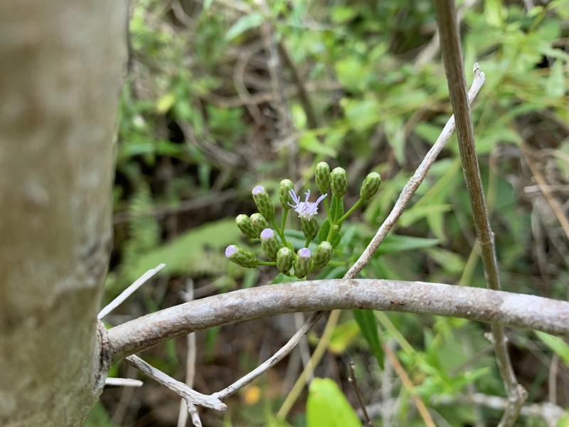 Limestone Thoroughwort photo 3