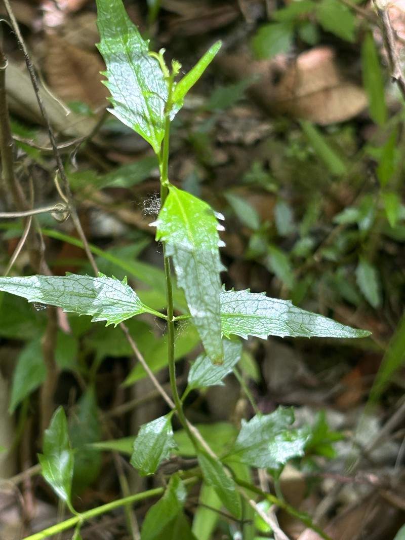 Limestone Thoroughwort photo 4
