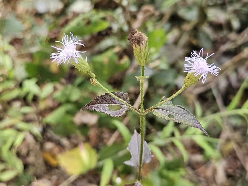 Chromolaena breedlovei photo 2