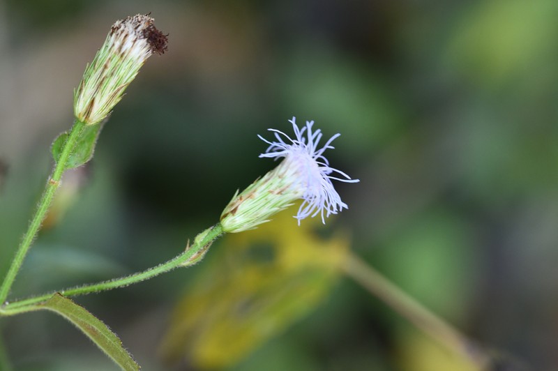 Chromolaena breedlovei photo 3