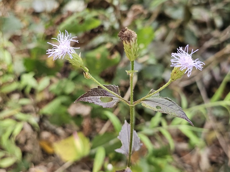Chromolaena breedlovei photo 4