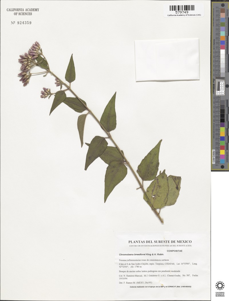 Chromolaena breedlovei photo 5