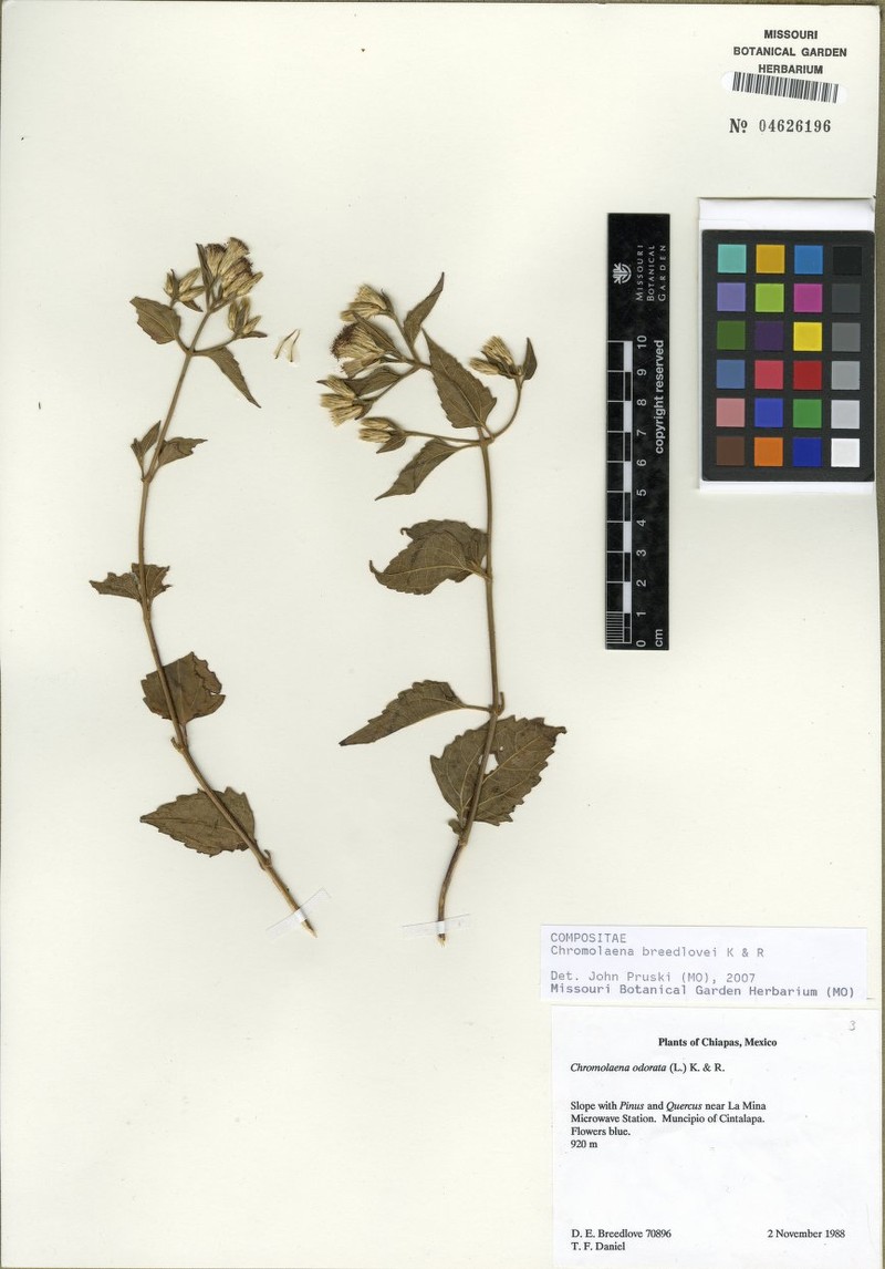 Chromolaena breedlovei photo 6