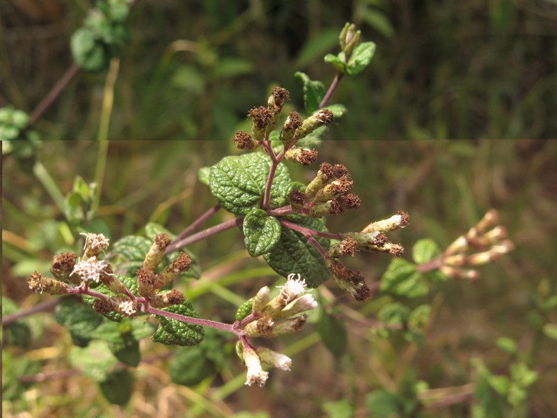 Chromolaena bullata
