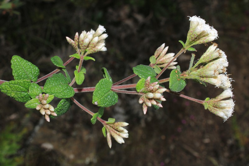 Chromolaena bullata photo 2