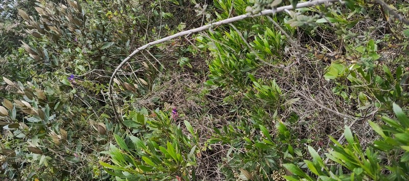 Chromolaena bullata photo 3