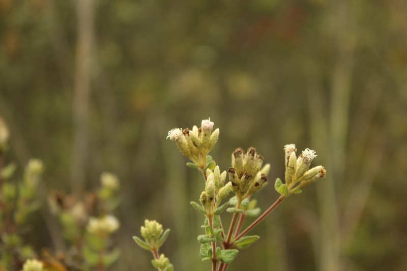 Chromolaena bullata photo 4