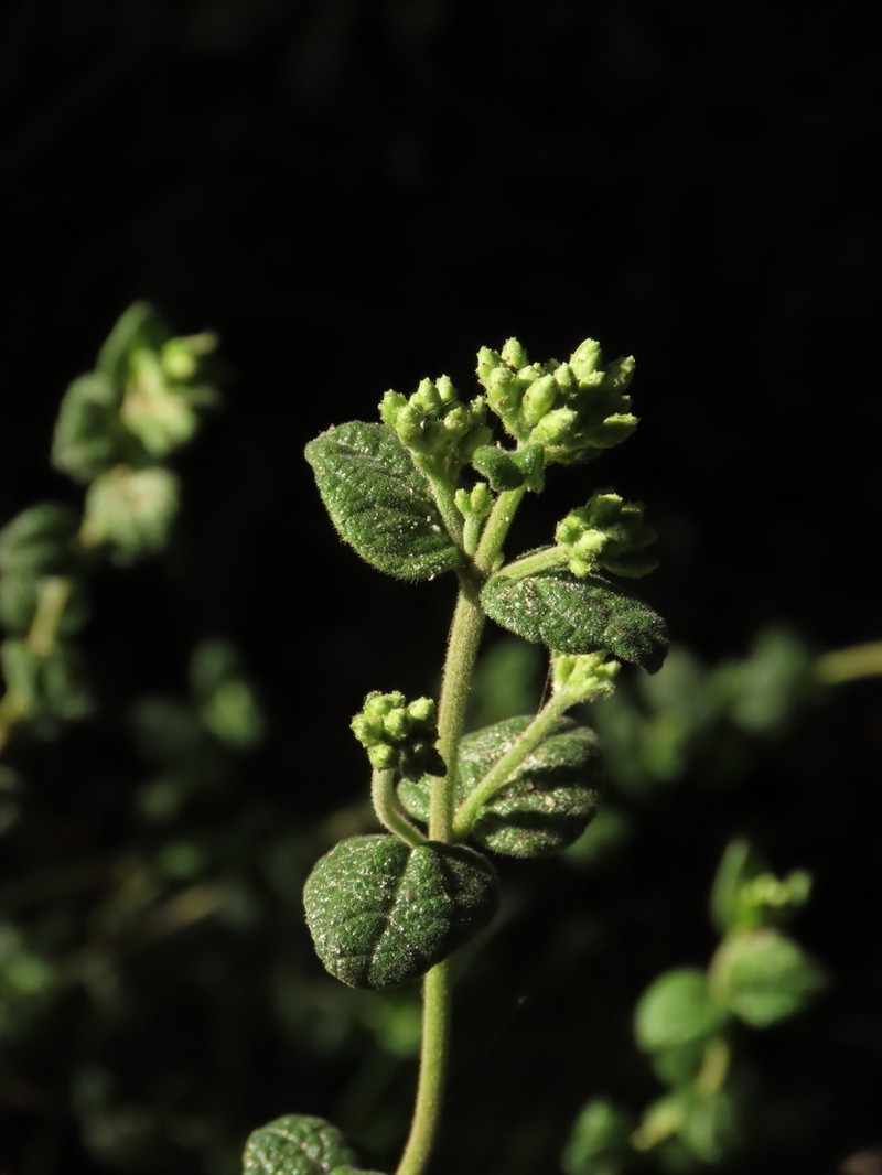 Chromolaena bullata photo 5