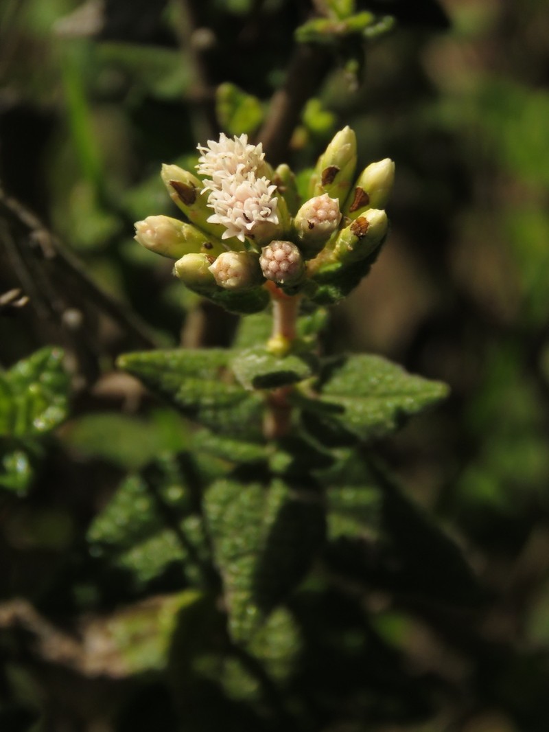 Chromolaena bullata photo 6