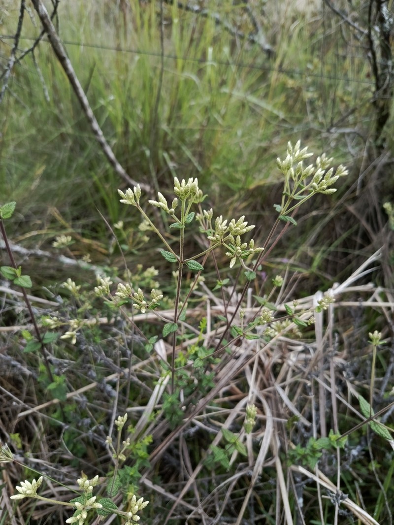 Chromolaena bullata photo 8