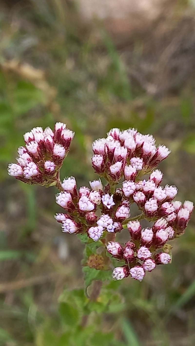 Chromolaena caaguazuensis