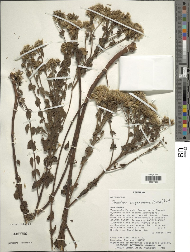 Chromolaena caaguazuensis photo 5