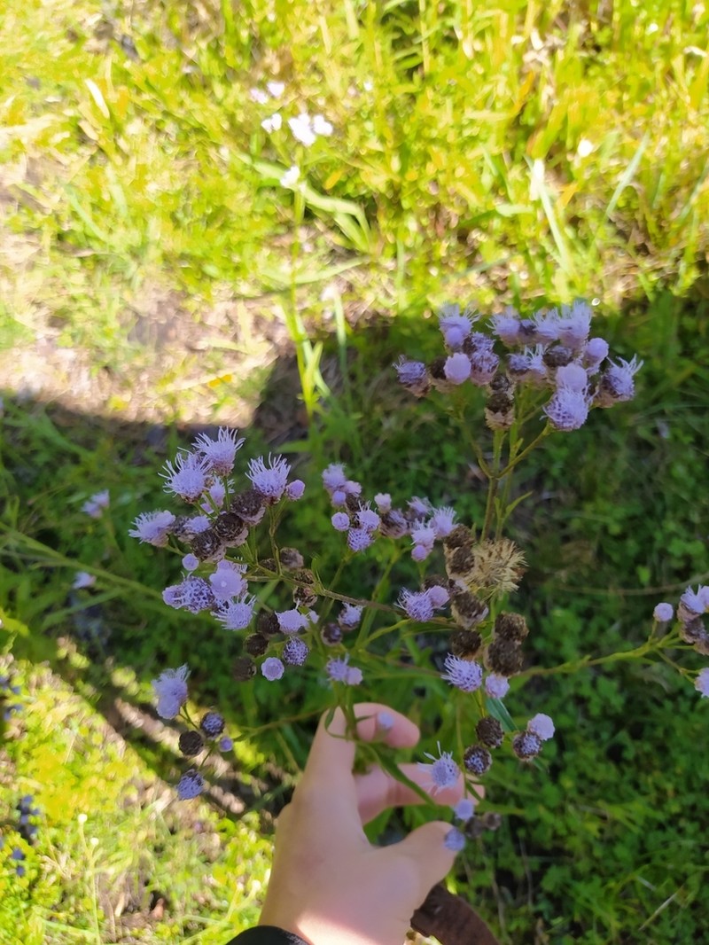 Chromolaena callilepis