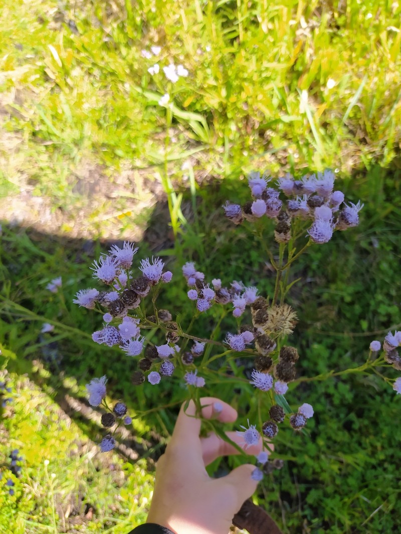 Chromolaena callilepis photo 2