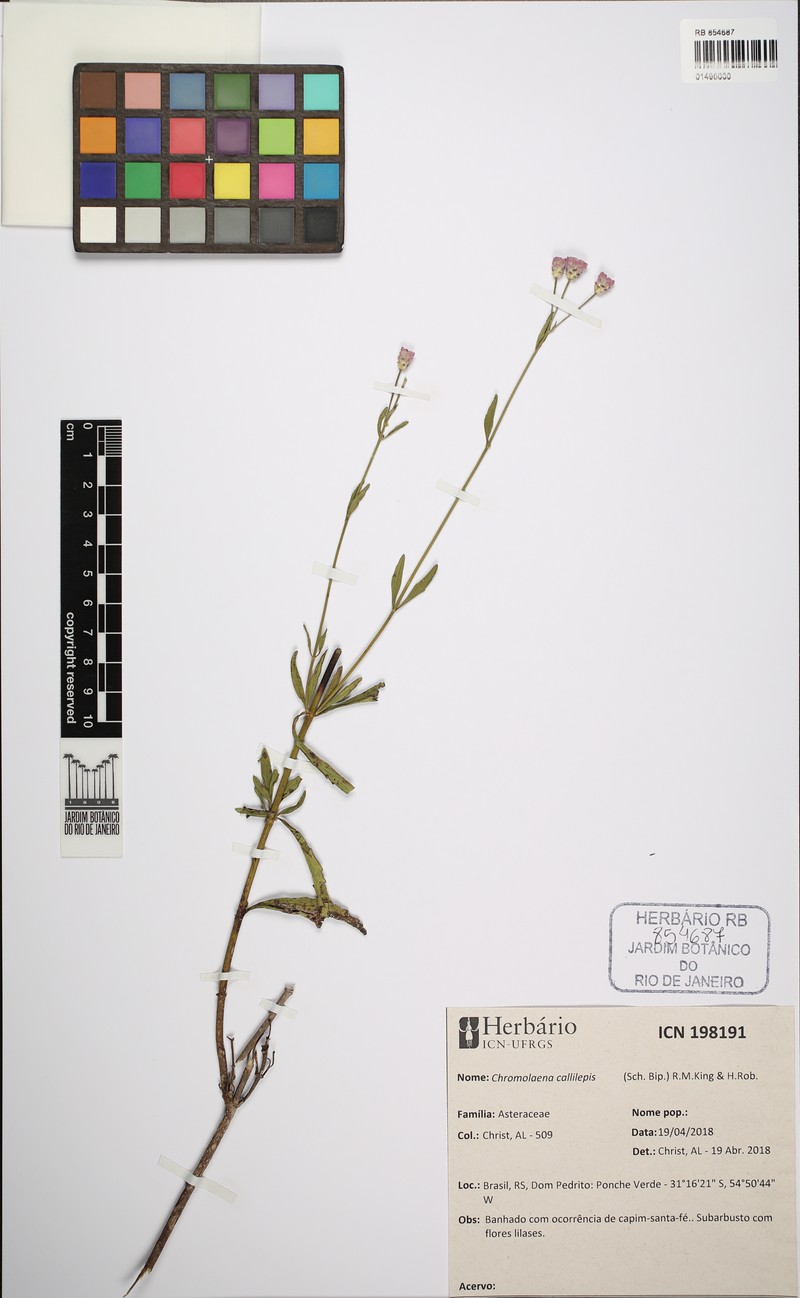Chromolaena callilepis photo 3