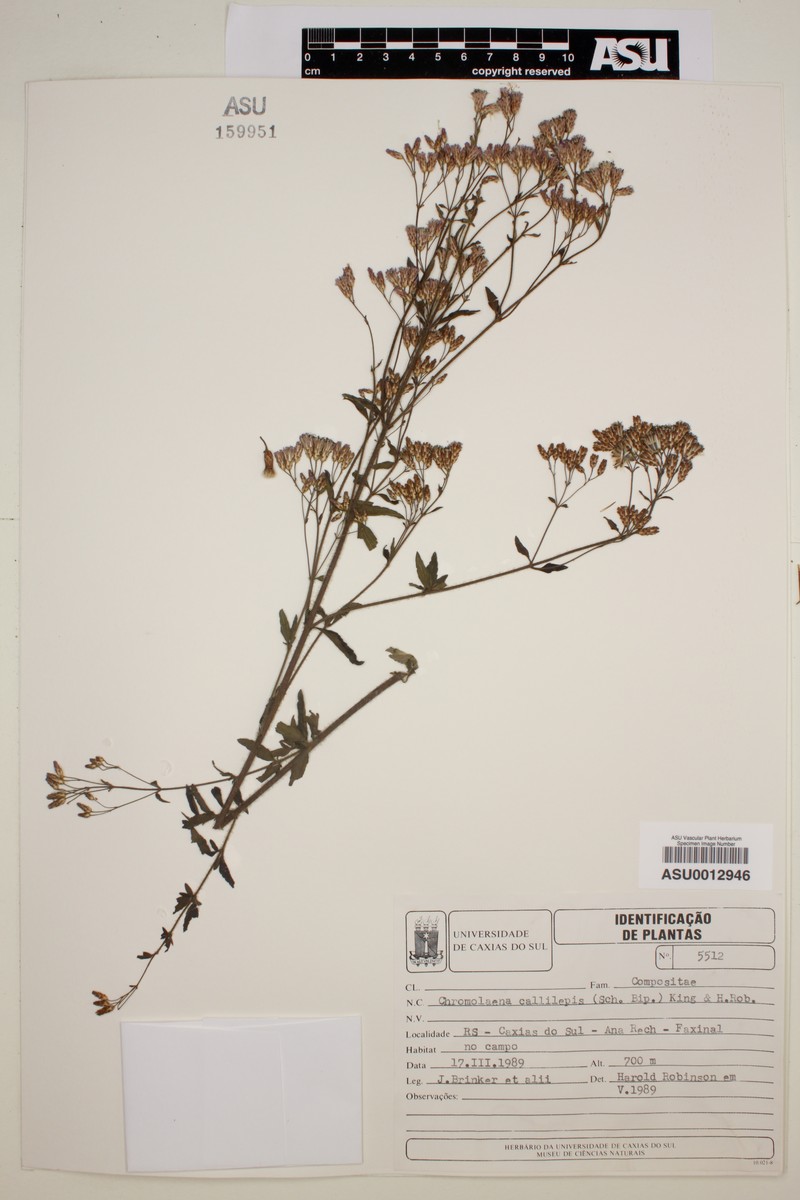 Chromolaena callilepis photo 4