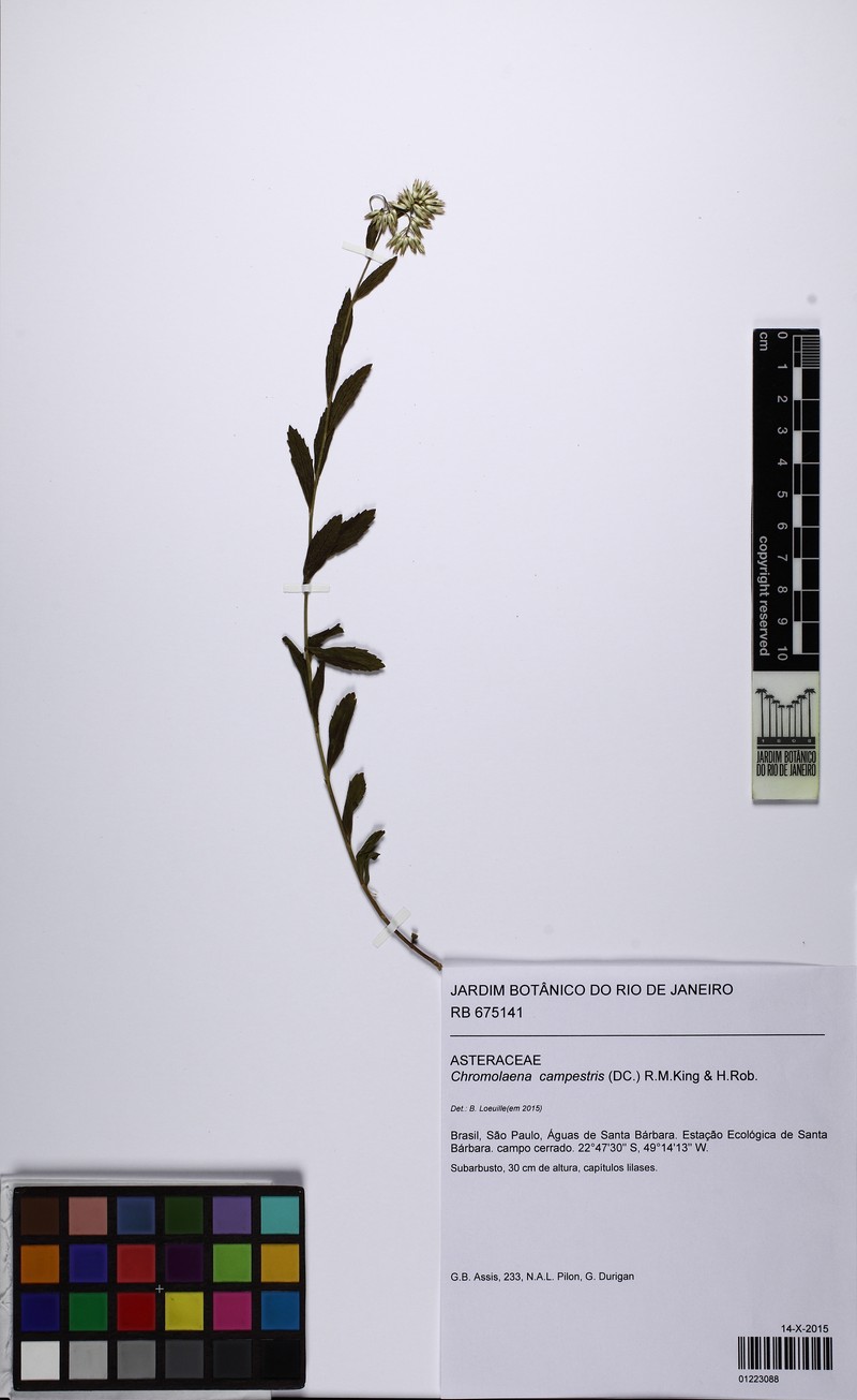 Chromolaena campestris