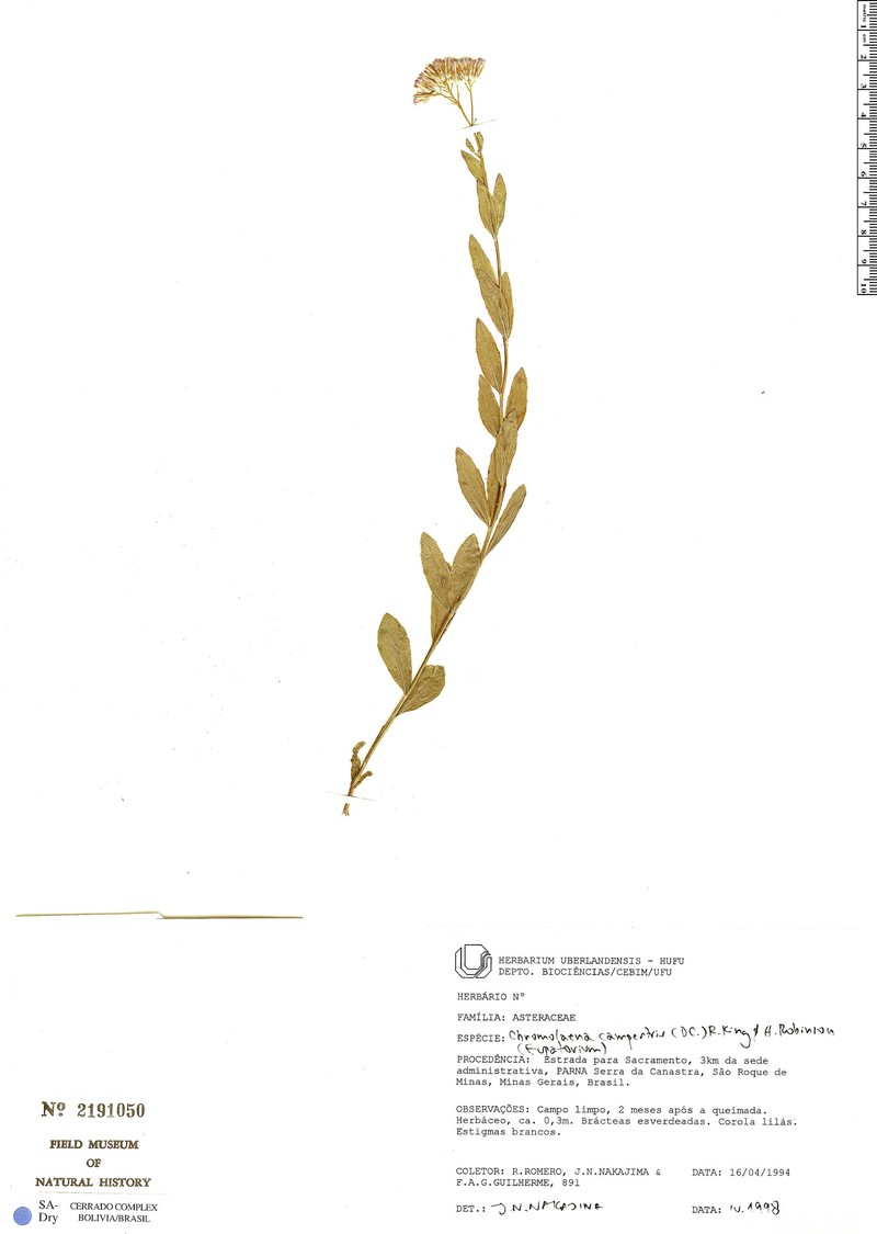Chromolaena campestris photo 2