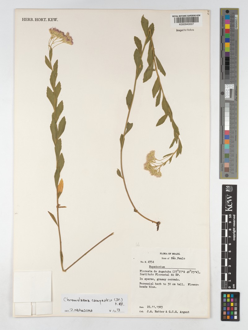 Chromolaena campestris photo 3
