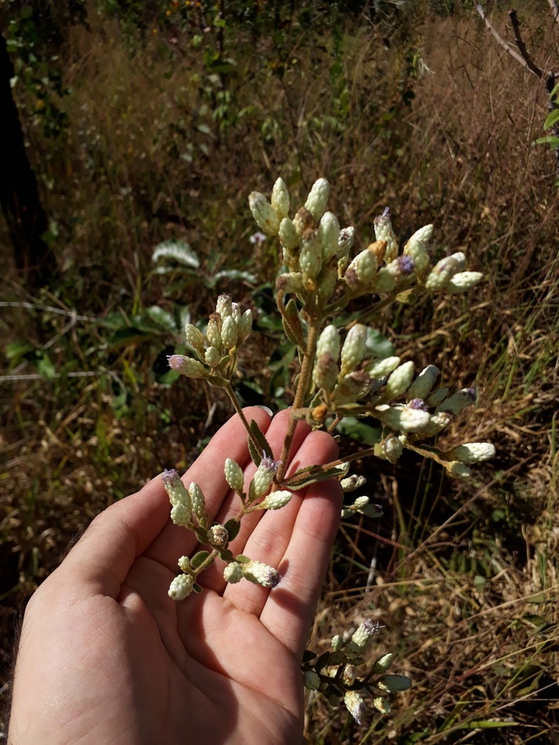 Chromolaena chaseae