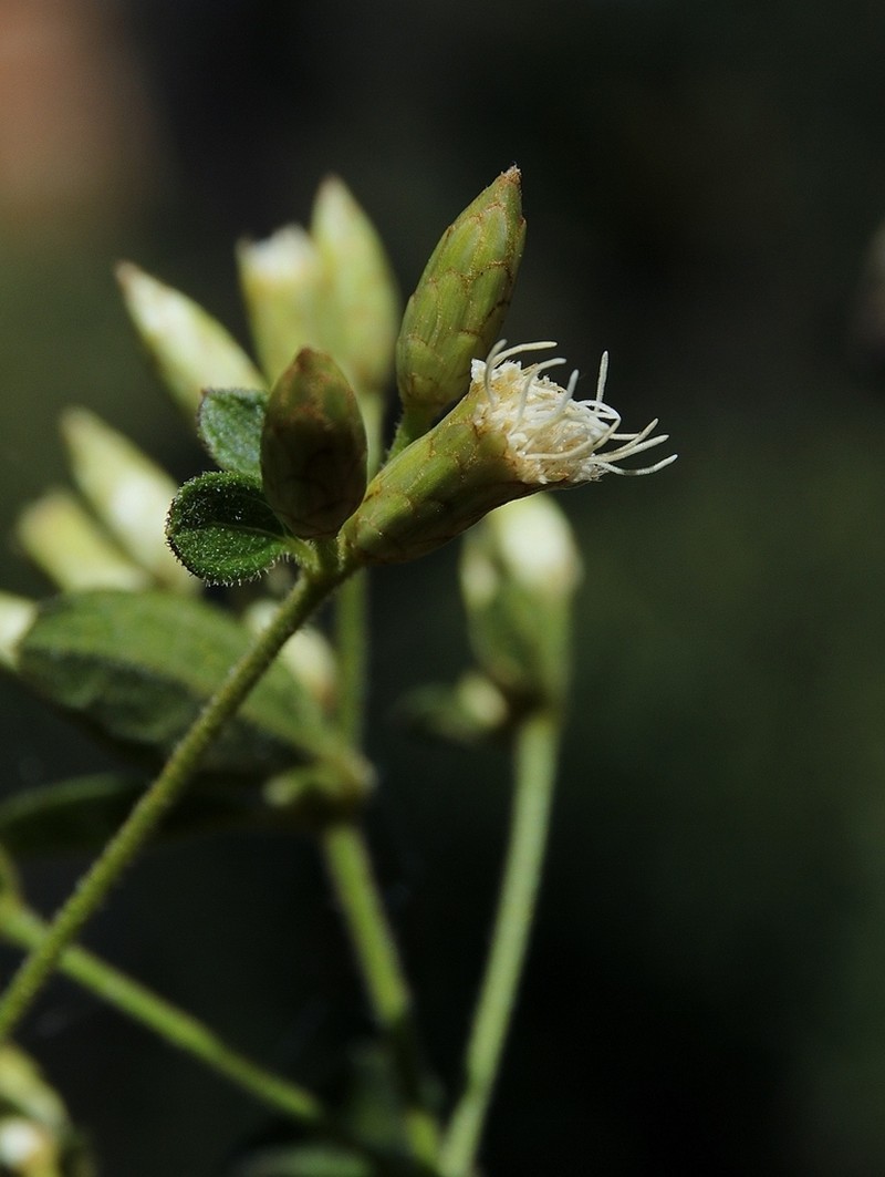 Chromolaena chaseae photo 2
