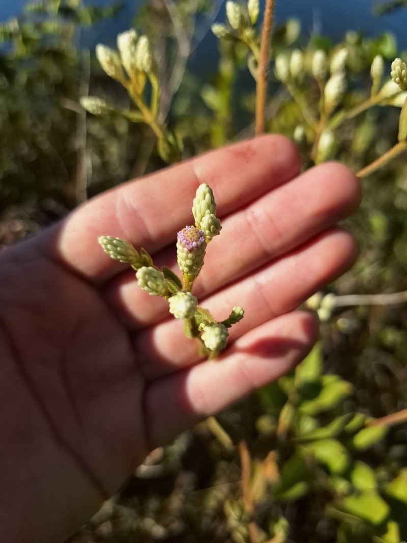 Chromolaena chaseae photo 3