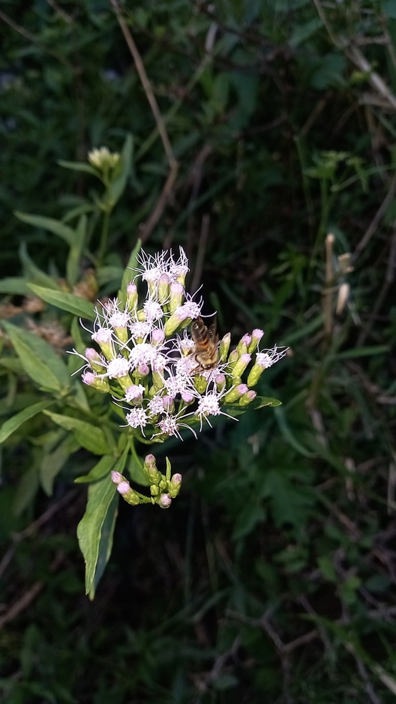 Chromolaena christieana