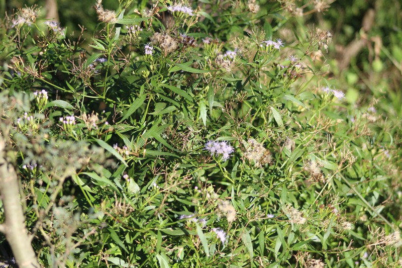 Chromolaena christieana photo 2