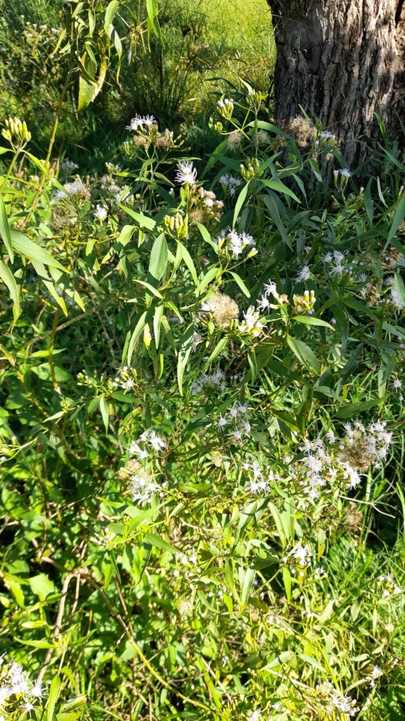 Chromolaena christieana photo 3