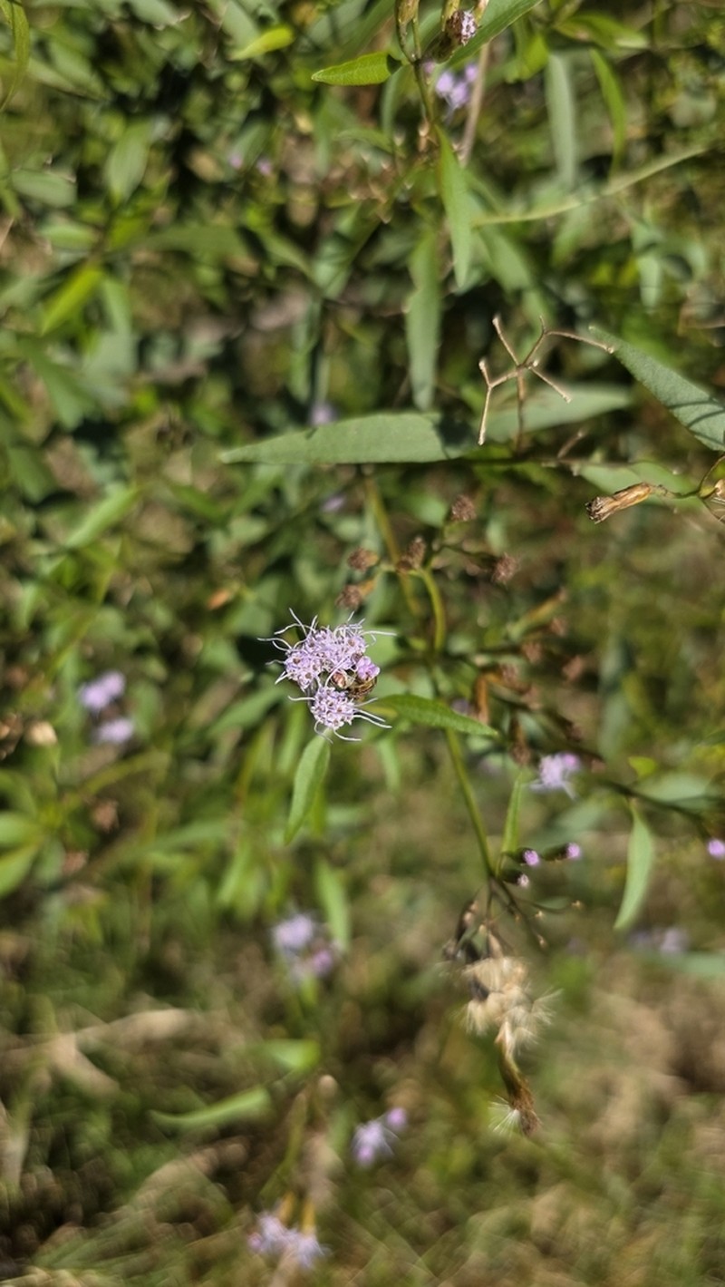 Chromolaena christieana photo 4
