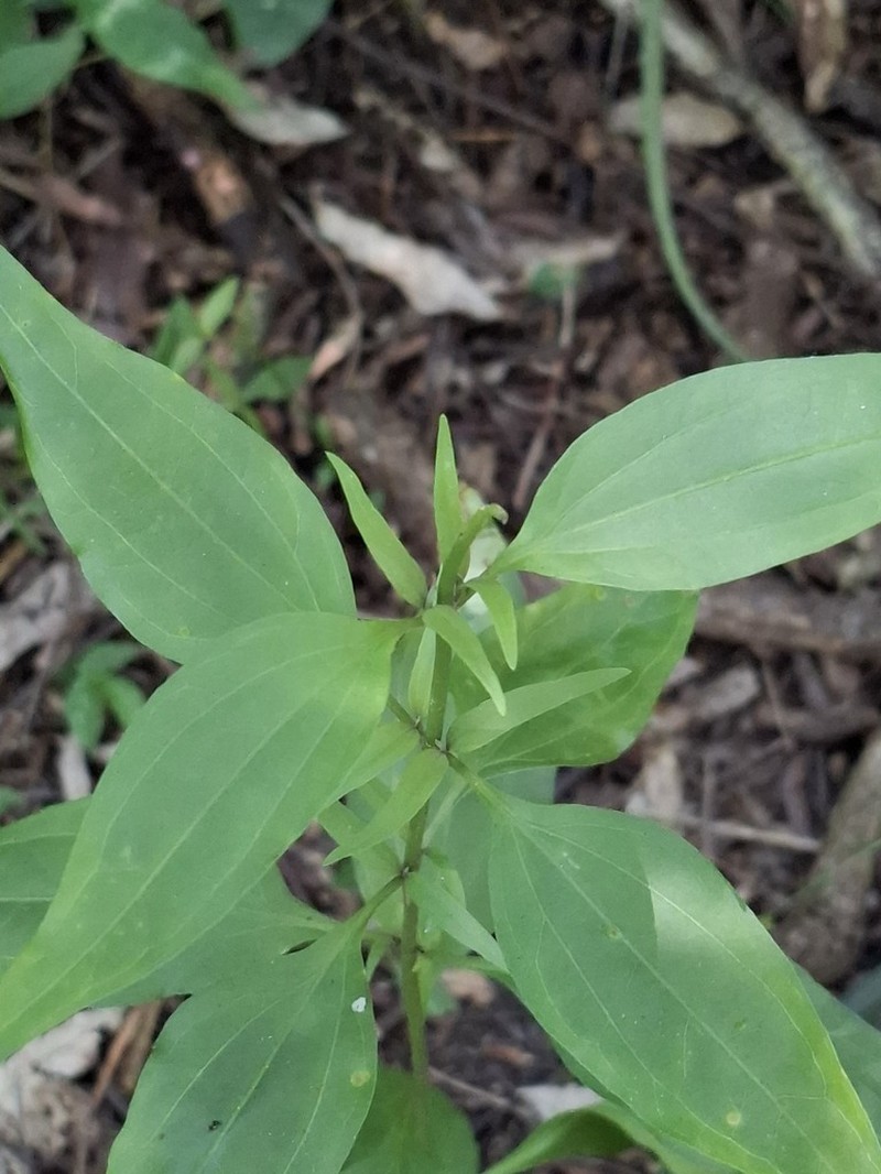 Chromolaena christieana photo 6