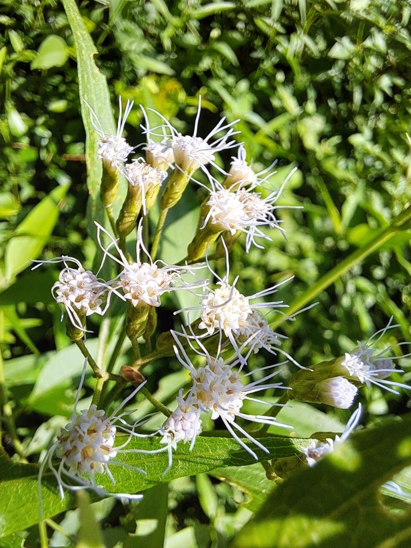 Chromolaena christieana photo 7