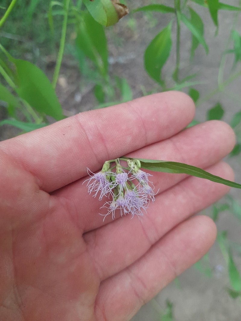 Chromolaena christieana photo 8