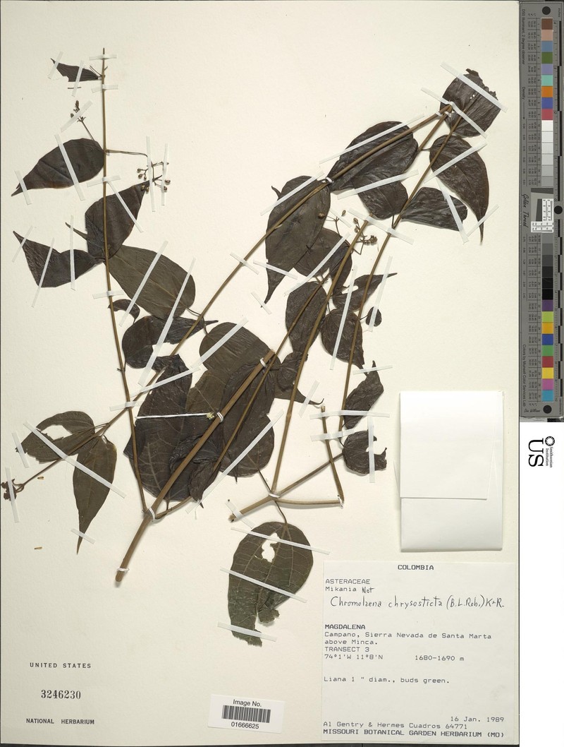 Chromolaena chrysosticta