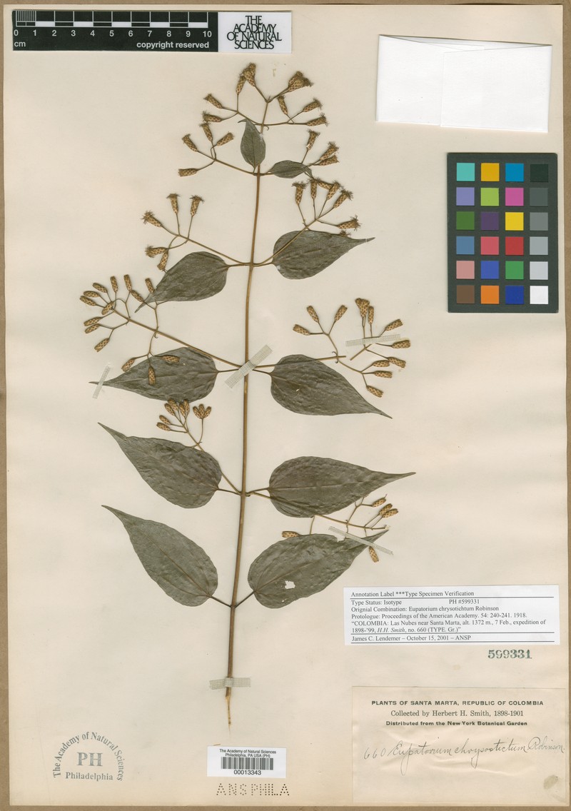 Chromolaena chrysosticta photo 3
