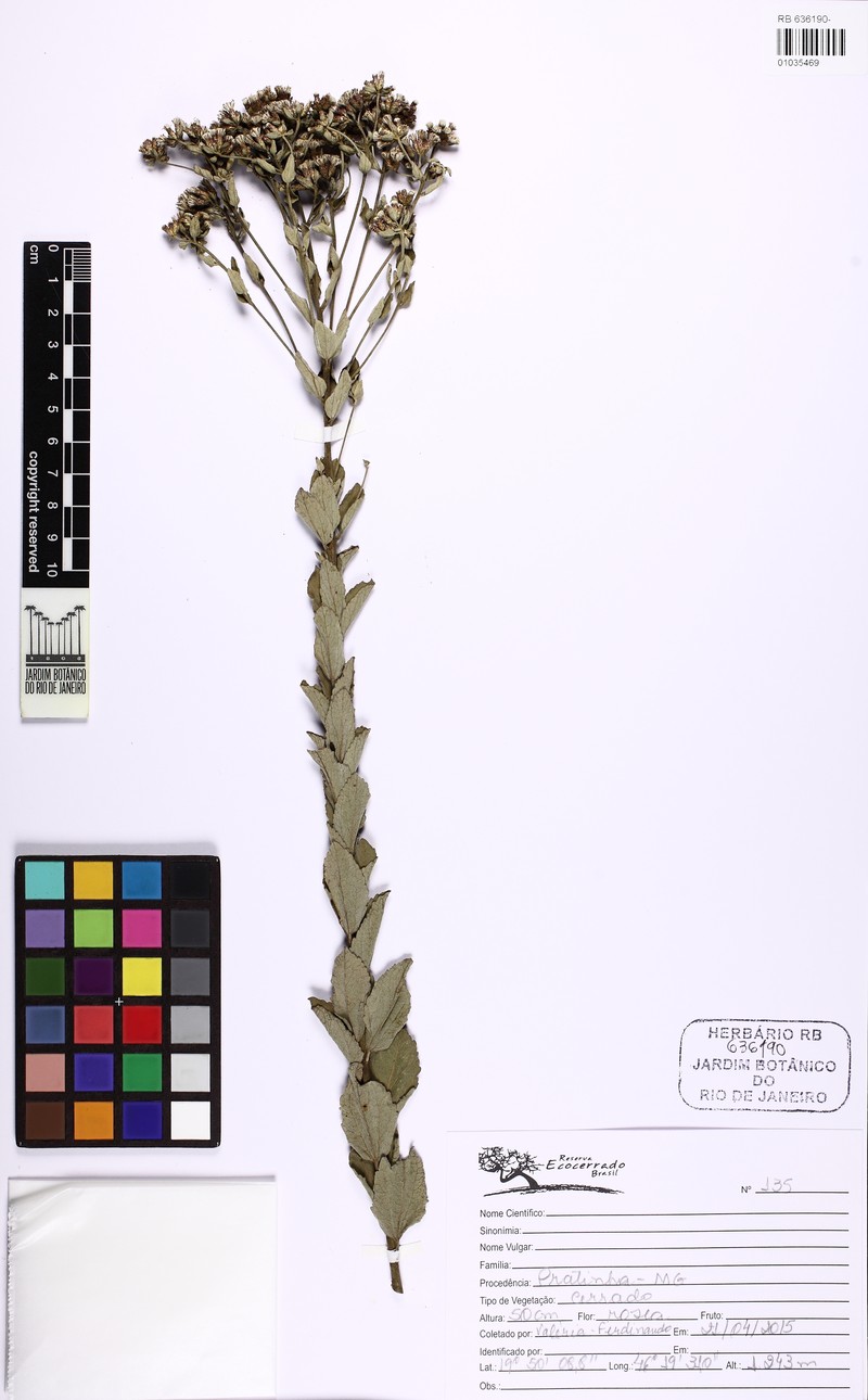 Chromolaena cinereoviridis
