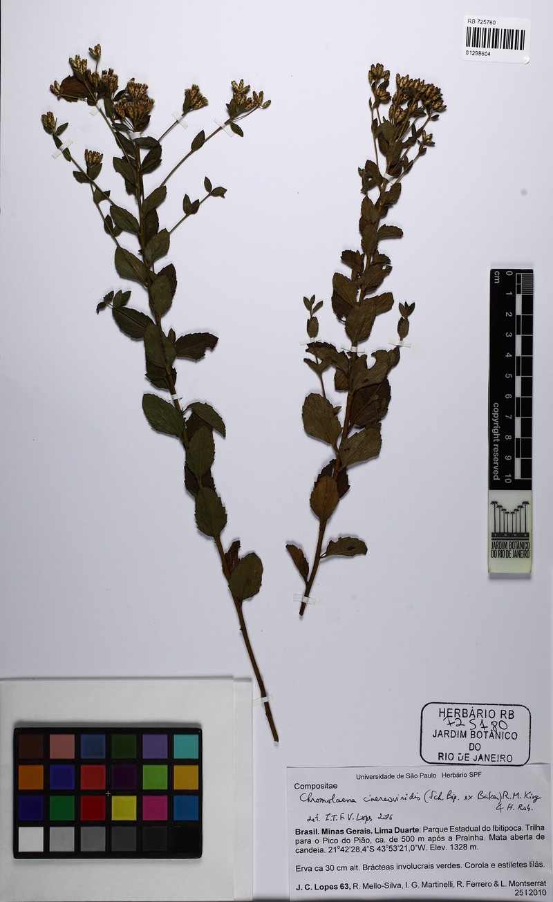 Chromolaena cinereoviridis photo 2