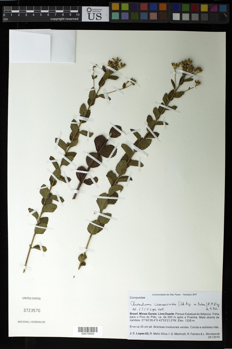 Chromolaena cinereoviridis photo 3