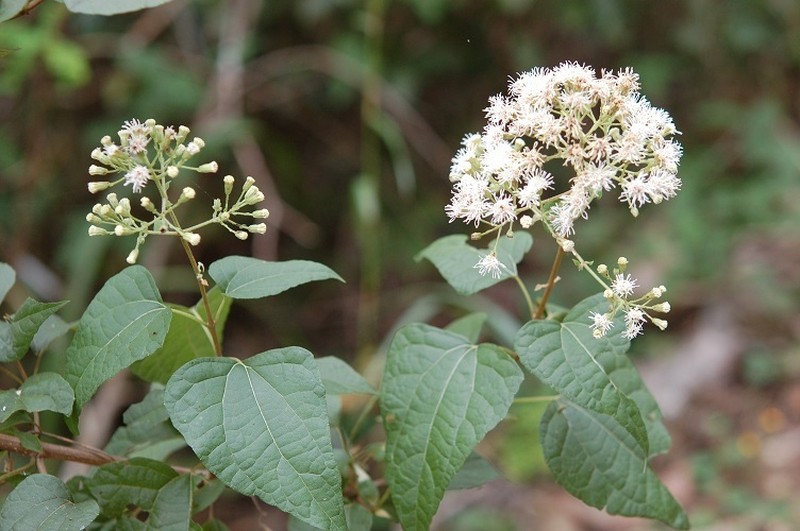 Chromolaena collina