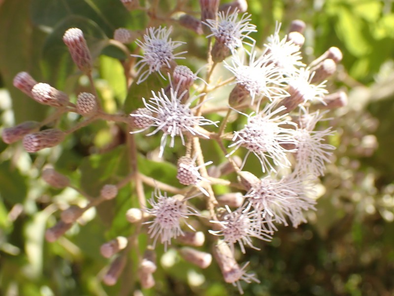 Chromolaena collina photo 3