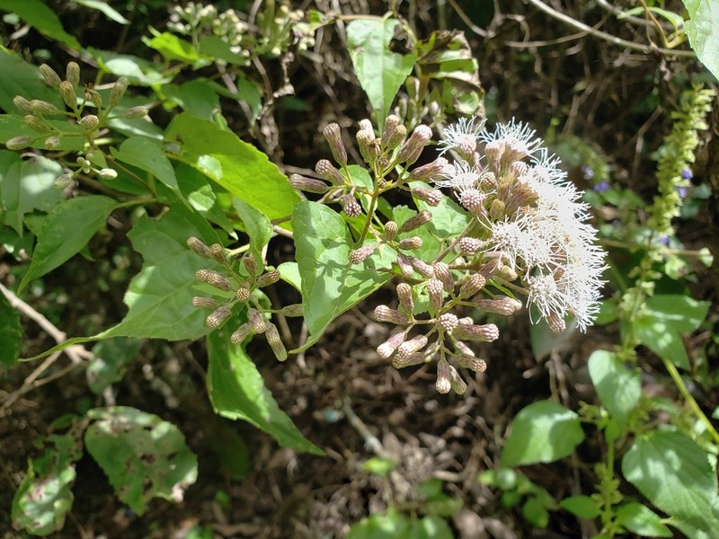 Chromolaena collina photo 6