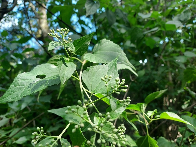 Chromolaena collina photo 7