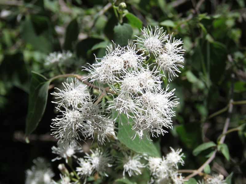Chromolaena collina photo 8