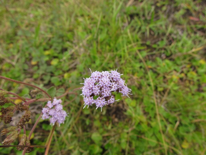 Chromolaena congesta