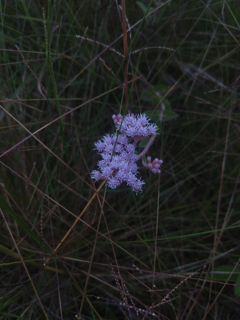 Chromolaena congesta photo 2