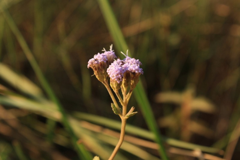 Chromolaena congesta photo 3